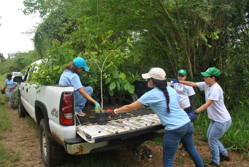 Working in the restoration of the Laguna Cartagena National Wildlife Refuge as part of an USFWS internship